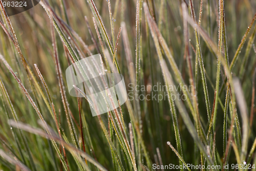 Image of Frozen grass