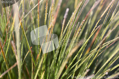 Image of Frozen grass