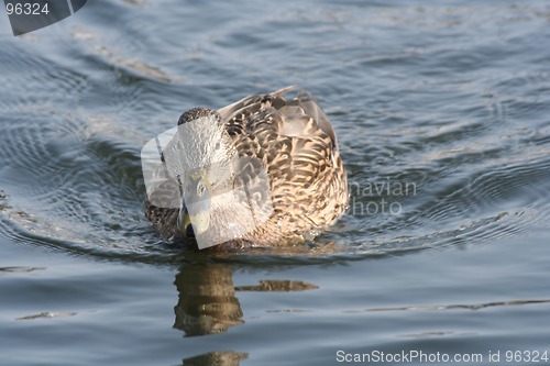 Image of Duck