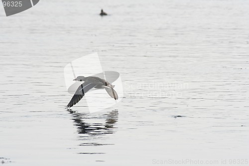 Image of Duck in Flight