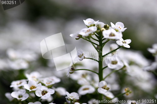 Image of clear crystal white alyssum