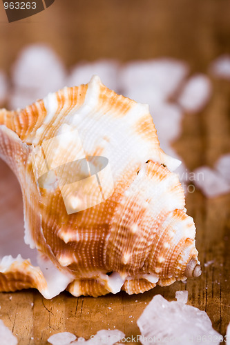 Image of seashell and salt