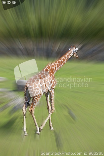 Image of Giraffe