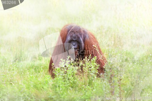 Image of Orangutan