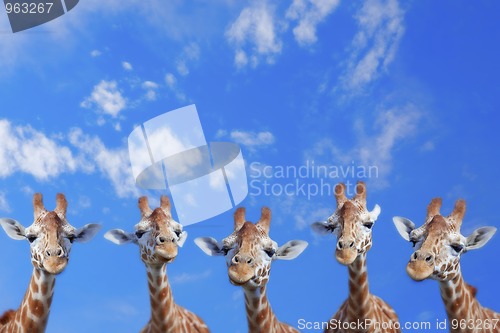 Image of Giraffes