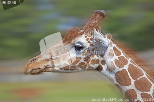 Image of Giraffe