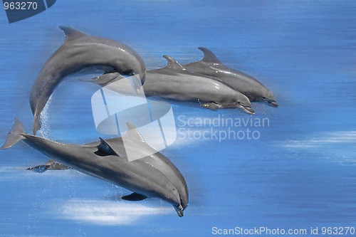 Image of Dolphins