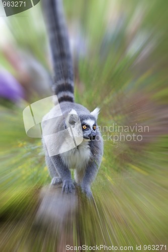 Image of Lemur