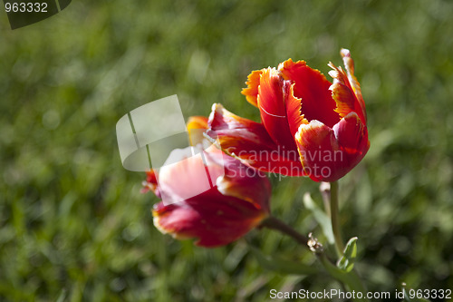 Image of Red flower