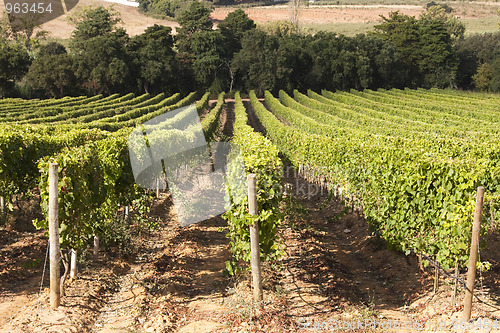 Image of Vineyard in Portugal