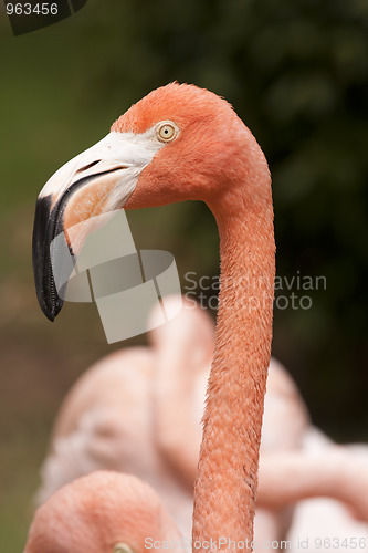 Image of Flamingo