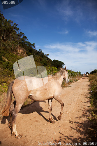 Image of Horse in the path