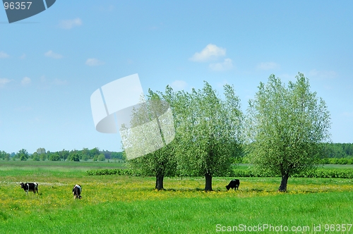 Image of Summer Landscape