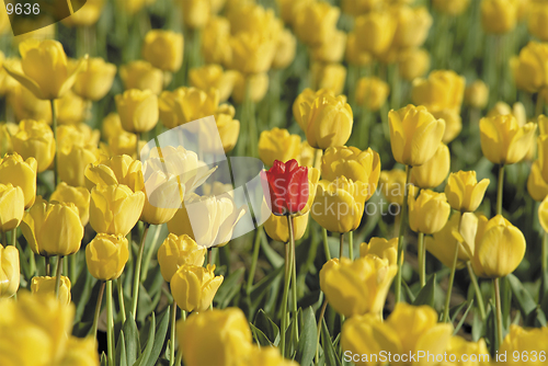 Image of Yellow tulips forming the background for a single red one.