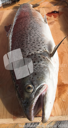 Image of salmon