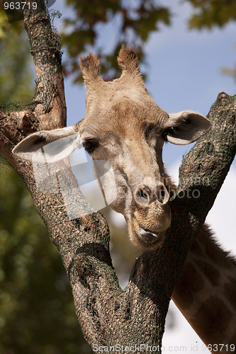 Image of Giraffe head