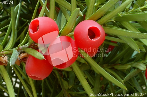 Image of Yew-tree berries