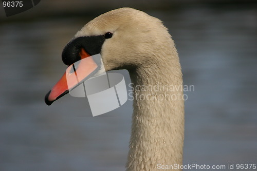 Image of Swans Head