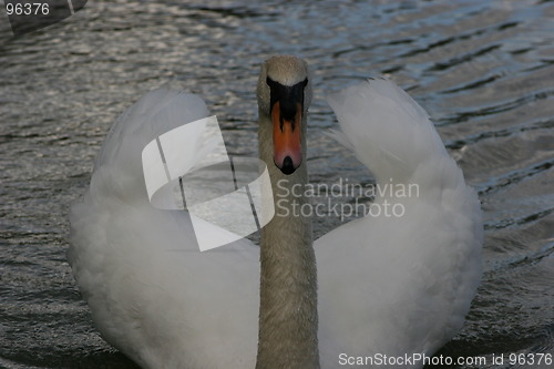 Image of The Swan