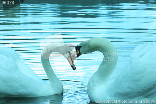 Image of Swans