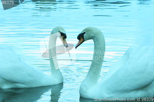 Image of Two Swans