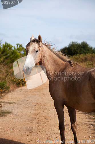 Image of Horse in the path