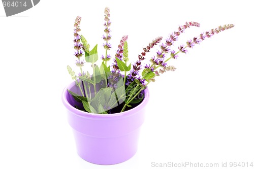 Image of sage flowers