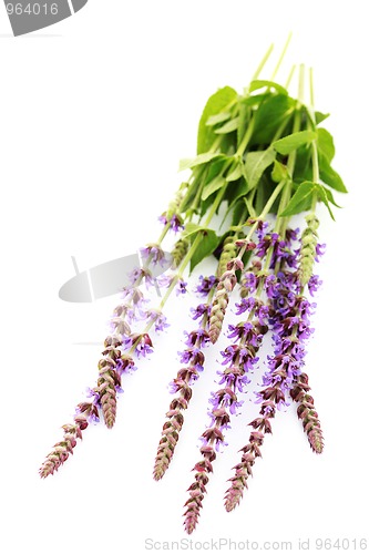 Image of sage flowers