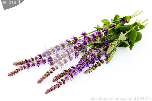 Image of sage flowers