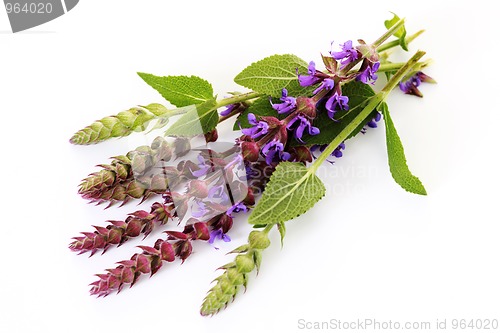 Image of sage flowers