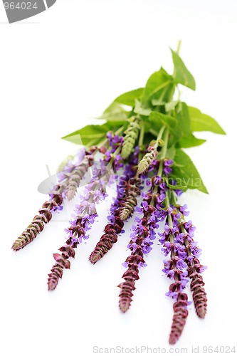 Image of sage flowers