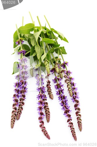 Image of sage flowers