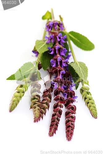 Image of sage flowers