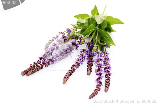 Image of sage flowers