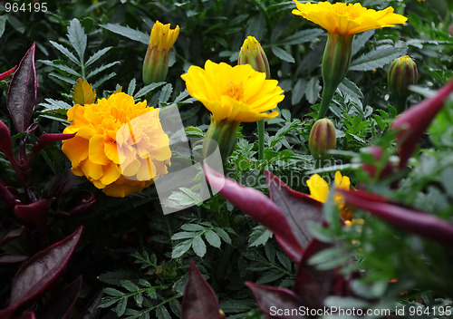 Image of Marigolds on the Flowerbed