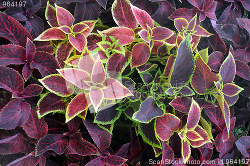 Image of Closeup Ornamental Plants