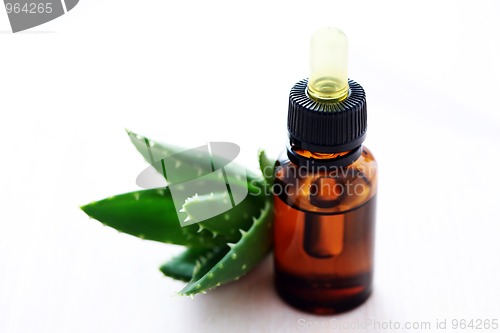 Image of aloe vera esential oil