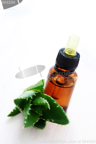 Image of aloe vera esential oil