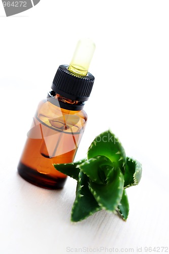 Image of aloe vera esential oil