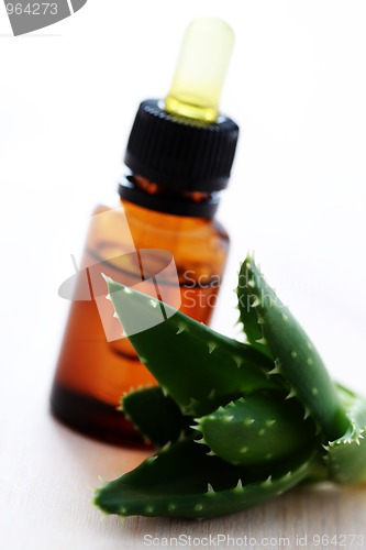 Image of aloe vera esential oil