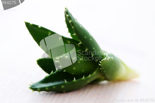 Image of aloe vera