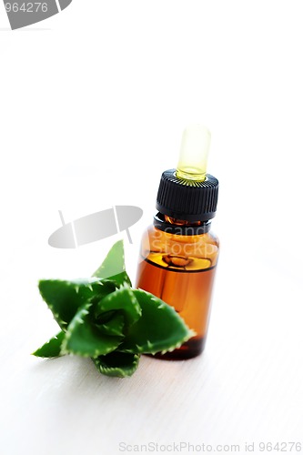 Image of aloe vera esential oil