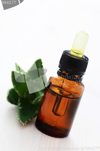 Image of aloe vera esential oil