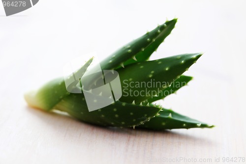 Image of aloe vera