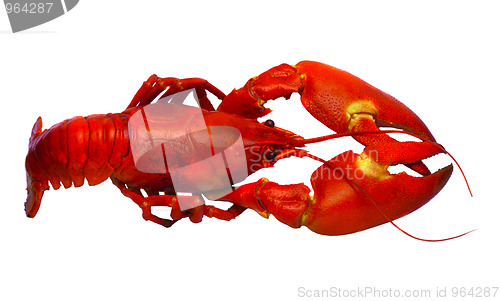 Image of Crayfish isolated on white 