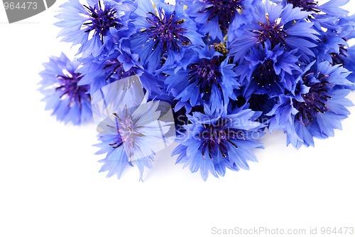 Image of cornflowers