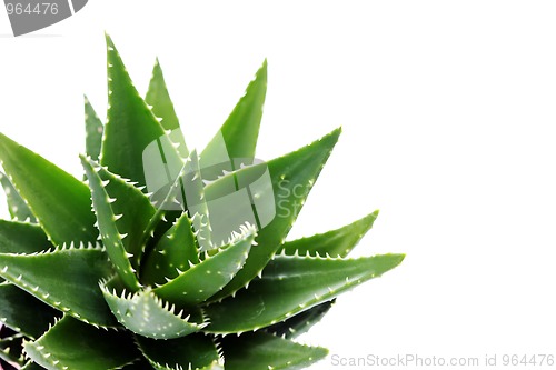 Image of aloe vera