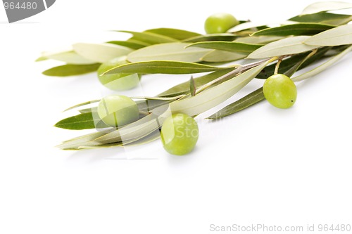 Image of olive branch