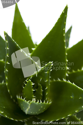 Image of aloe vera