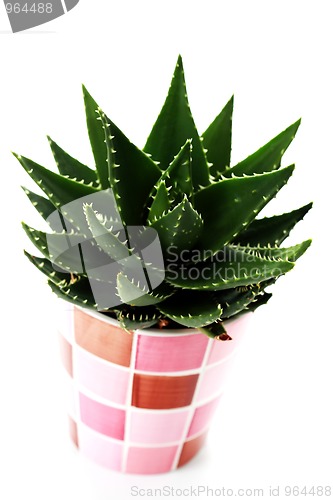 Image of aloe vera